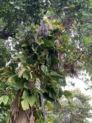 Epipremnum aureum image