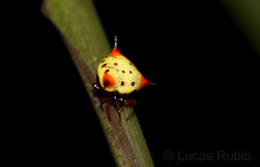 Phoroncidia reimoseri