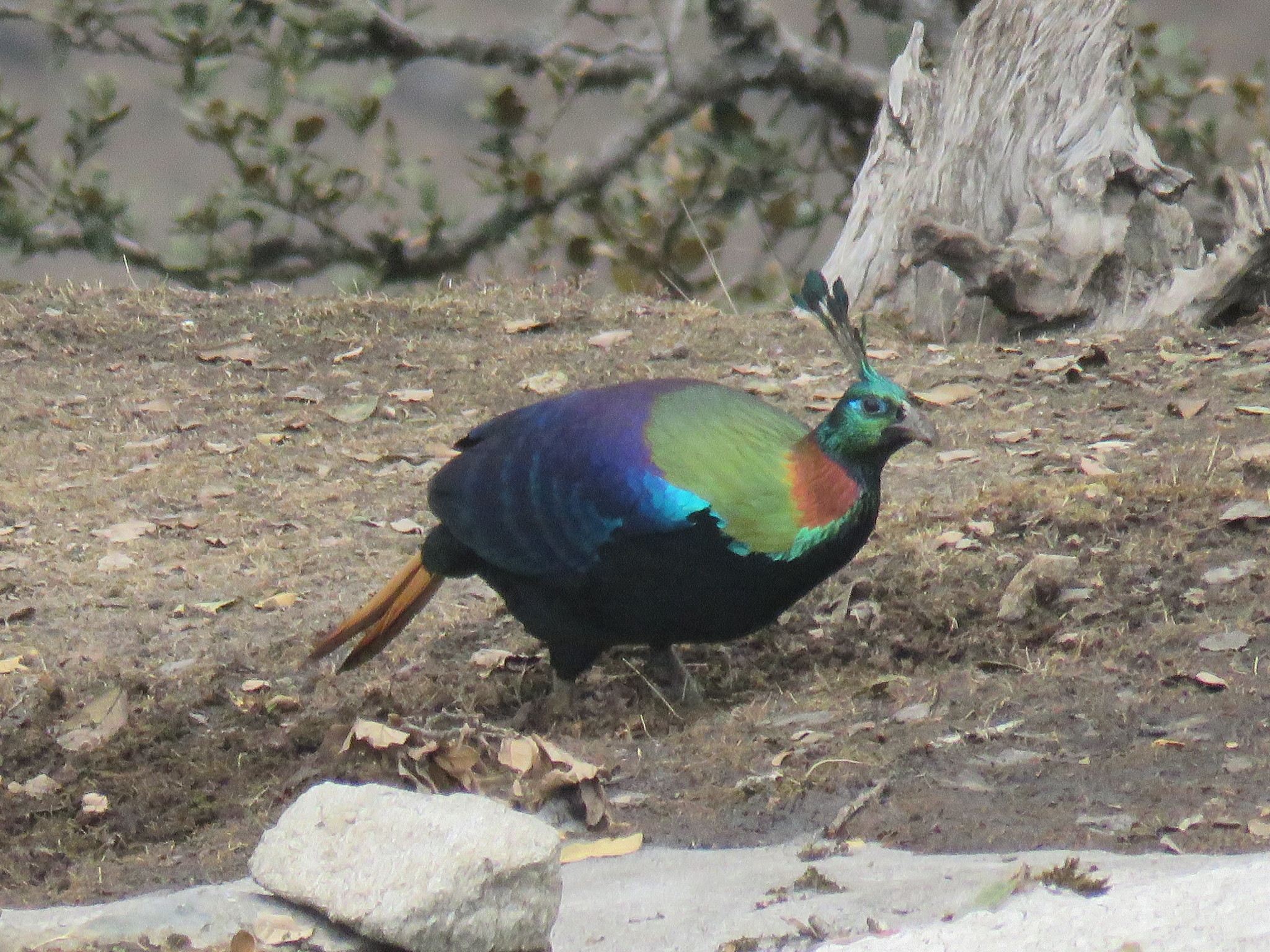Nepali National Bird