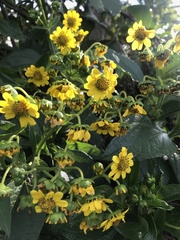 Smallanthus pyramidalis