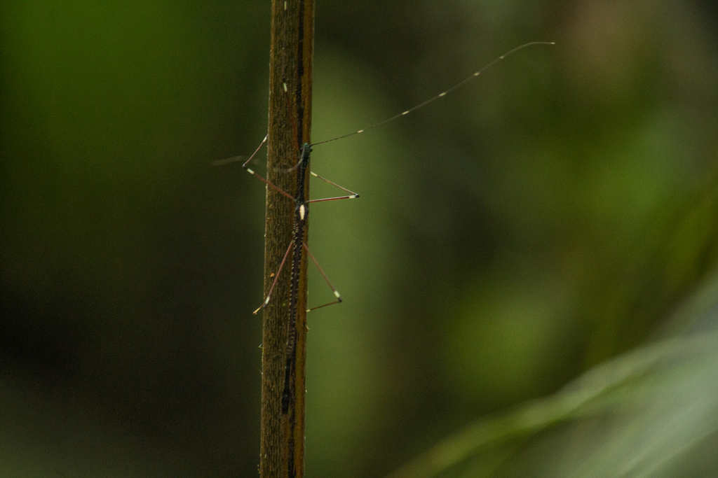 Orthonecroscia filum