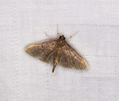 Omiodes tristrialis