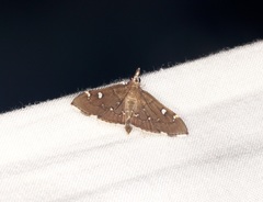 Protonoceras