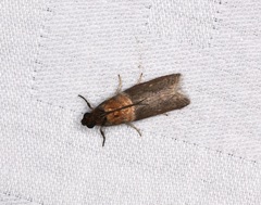 Ptyomaxia swinhoeella