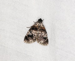 Salma ridiculalis