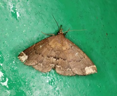 Adrapsa quadrilinealis