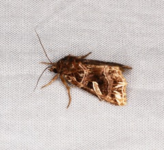 Callopistria exotica