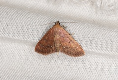 Cerynea punctilinealis