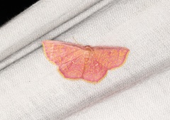 Chrysocraspeda miniosa