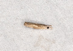 Culladia hastiferalis