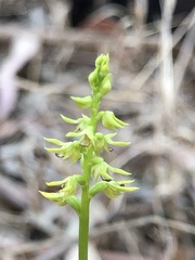 Genoplesium ciliatum