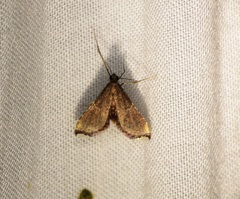 Endotricha minutiptera