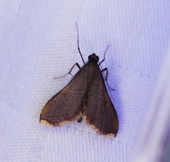 Endotricha olivacealis