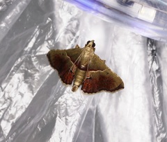 Endotricha repandalis