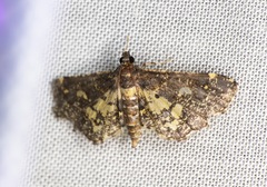 Eurrhyparodes bracteolalis