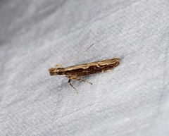 Hypatima spathota