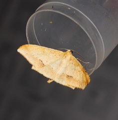 Krananda falcata
