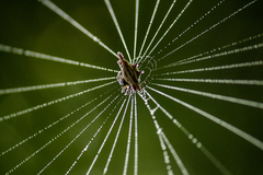 Gasteracantha frontata