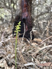 Genoplesium ciliatum