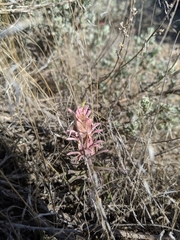 Castilleja sessiliflora