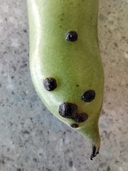 Ascochyta fabae