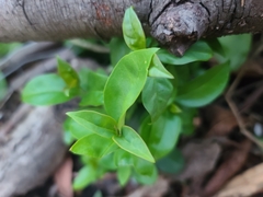 Ligustrum lucidum