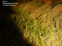 Fissidens fontanus