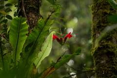 Aeschynanthus radicans