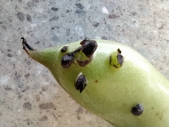 Ascochyta fabae