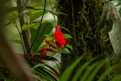 Aeschynanthus radicans