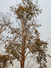 Lagerstroemia tomentosa