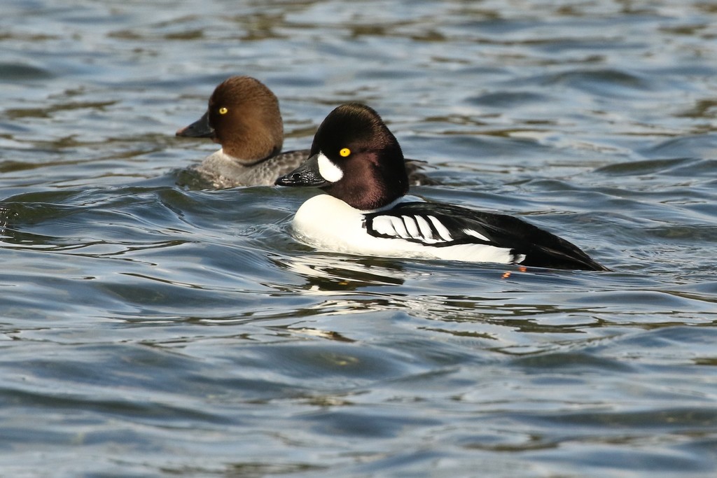 Common × Barrow's Goldeneye