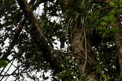 Ducula badia