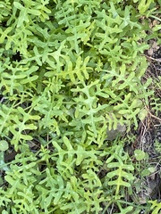 Pholistoma membranaceum