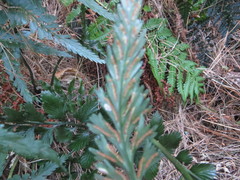 Asplenium appendiculatum