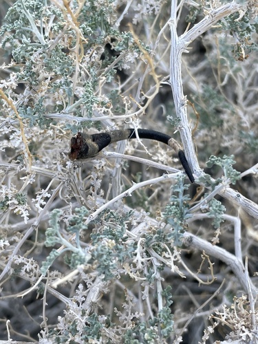 iNaturalist observation photo of Common Chuckwalla