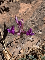 Astragalus zionis