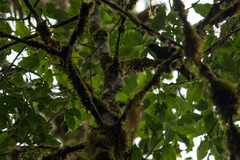 Dicrurus macrocercus