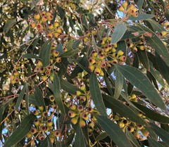 Eucalyptus socialis