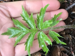 Hydrophyllum fendleri