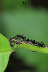 Dolichoderus bispinosus