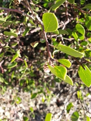Arctostaphylos hookeri