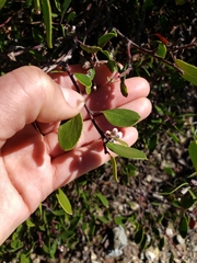 Arctostaphylos hookeri