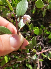 Arctostaphylos hookeri