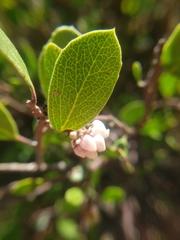 Arctostaphylos hookeri