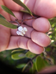 Arctostaphylos hookeri