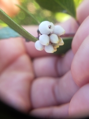Arctostaphylos hookeri