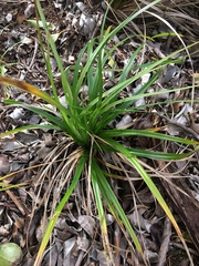 Carex wahuensis