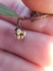 Arctostaphylos hookeri