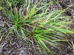 Carex wahuensis